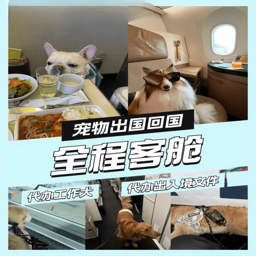 绍兴市宠物托运到白俄罗斯宠物入境规定和要求