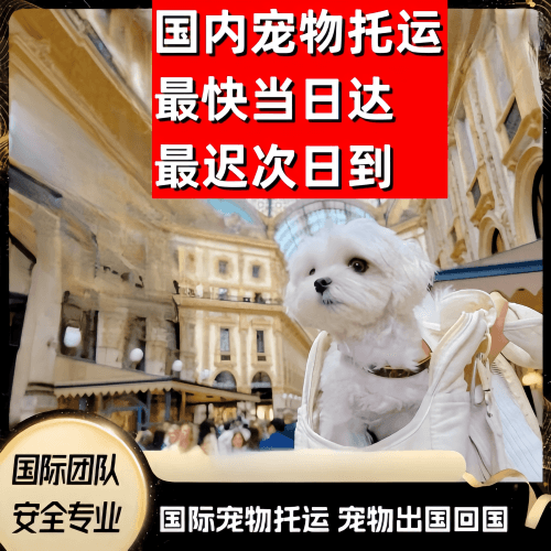 绍兴市到澳大利亚（澳洲）宠物入境规定和要求